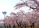 5월상순 하코다테 벚꽃관광