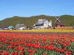 홋카이도 동부지역의 '꽃' 
